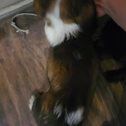 English Springer Spaniel Puppies from Savannah River Springers