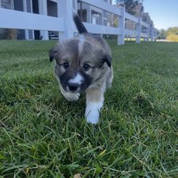 Icelandic Sheepdog Puppies from Tobiasson icie