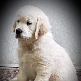 Golden Retrievers from Hearts of Gold Retrievers LLC