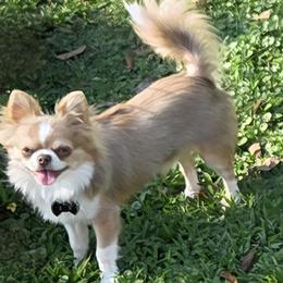 Hiccup - Chihuahua