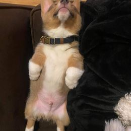 American Corgi, Pembroke Welsh Corgi, and Yorkshire Terrier Puppies from Ingram's Corgis & Yorkies