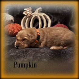 Pumpkin - Dark golden female Golden Retriever puppy in Anson, Texas from Diamond Bar N Ranch