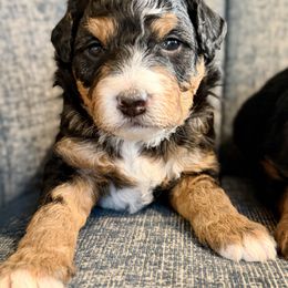 Twiggy - Black tri-color female Aussiedoodle puppy in Campbell, California from Mini AussieDoodle Puppies