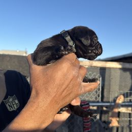 Boy 6 - Cane Corso puppy from Busch Kennels LLC