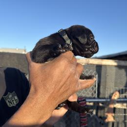 Boy 6 - Cane Corso puppy from Busch Kennels LLC
