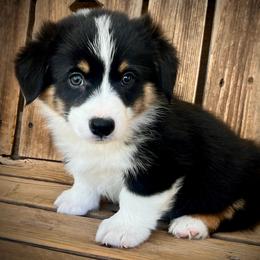 Bashful - Black and tan male American Corgi puppy in Tome, New Mexico from Blue Diamond Welsh corgis