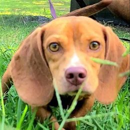 Roscoe - Beagle