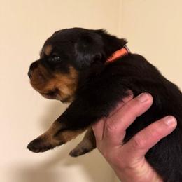 Orange Boy - Black and mahogany male Rottweiler puppy in Evansville, Indiana from Royalhaus Rottweilers