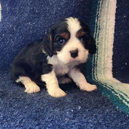 Aang - Tri-color male Cavalier King Charles Spaniel puppy in Traverse City, Michigan from Crozapulco Cavaliers AKC
