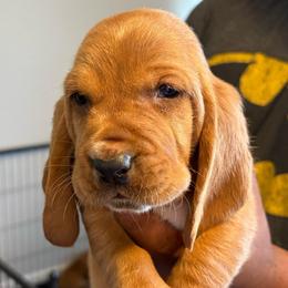 Girl 5 yellow - Black tan and white female Basset Hound puppy in Columbus, Ohio from Olveras Hound of Ohio