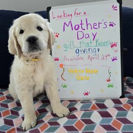 Golden Retriever Puppies from Rosemarie DeVora