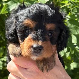 Apollo - Tri-color male Cavapoo puppy in Tucson, Arizona from Adored Poodle & Doodles
