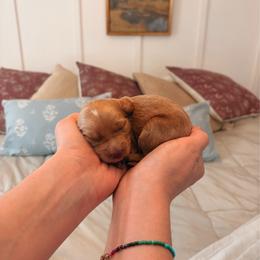 Dolce - Apricot female Goldendoodle puppy in Atlanta, Georgia from Cedarcrest Goldendoodles