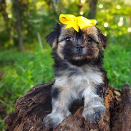 Companion Cross, Havanese, Mal-Shi, Maltese, Maltipoo, Morkie, and Shih Tzu Puppies from Seeking Shalom Acres Maltese, Maltipoos & Havamalts