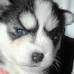 Girl 1 ( Jen Jen) Oxijen - Black and white Pomsky puppy in Norfolk, Virginia from 'Brick'House Couture Pomskies
