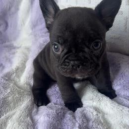 Biscotti - Black and tan female French Bulldog puppy in Galt, California from The three little frenchies