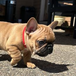 French Bulldog Puppies from Miller Frenchie Farm