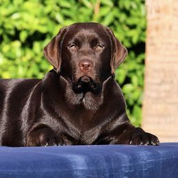 Labrador Retrievers from Laguna Labradors