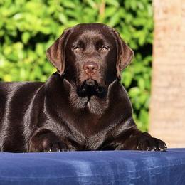 Labrador Retrievers from Laguna Labradors