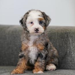 Kodiak - Merle male Bernedoodle puppy in Dundee, Ohio from Down Home Doodle