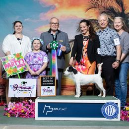 Luzak - Parson Russell Terrier