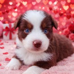 Melody-1500 - Red tri-color female Australian Shepherd puppy in Star City, Arkansas from Blush & Lace Aussie Co.