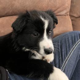 Miniature Australian Shepherd Puppies from Highland Hills Mini Aussies