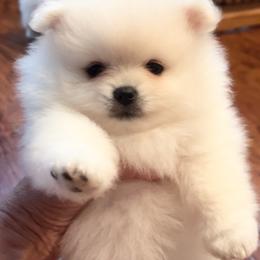 Pomeranian Puppies from Cream Puffs Pomeranians