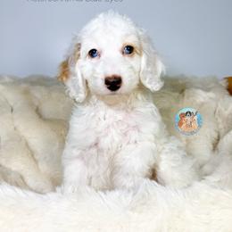 Pearl - Parti female Double Doodle puppy in Southwest Ranches, Florida from Dandy Doodle Ranch