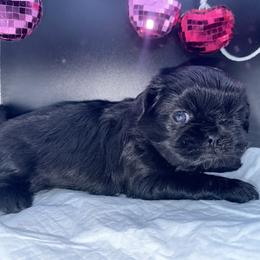 Girl 2 - Black female Shih Tzu puppy in Albany, New York from Precious Peekapoo’s and Luxurious Shih Tzu’s