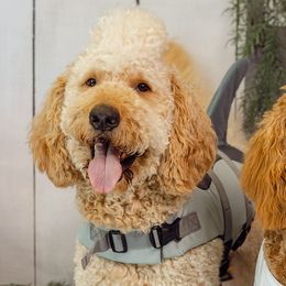 Goldendoodles and Poodles from Poodle Doodle World