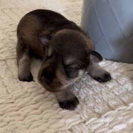 Boy 3 - Miniature Schnauzer puppy in Hull, Georgia from Ardent Miniature Schnauzers of Athens