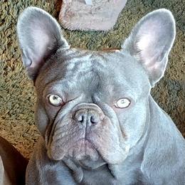 Natalie Anne - French Bulldog