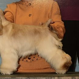 Cocker Spaniel Puppies from Stargazer Kennel