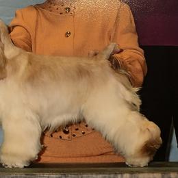 Cocker Spaniel Puppies from Stargazer Kennel
