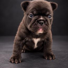 Elvira - Brindle and white female French Bulldog puppy in Largo, Florida from Infinity Frenchies