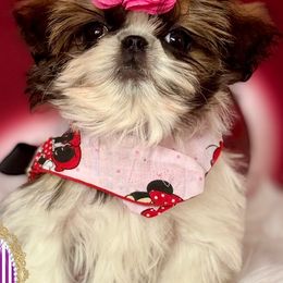 Shih Tzus from 💎Luxurious Shih tzu💎