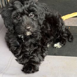 White collar Tiny boy - Black and white male Bernedoodle puppy in Springfield, Oregon from Noble Bernedoodles