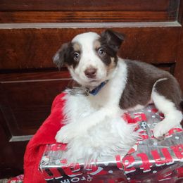 Border Collie Puppies from Real dogs that do real work!