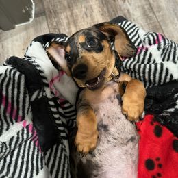 Dachshund Puppies from House of Slinkys