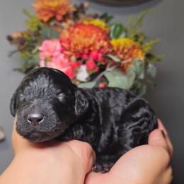 Java (pink collar) - Black female Poodle puppy in Plainfield, New Jersey from Caris Paws Poodles and Labradoodles