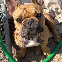 Aries - French Bulldog