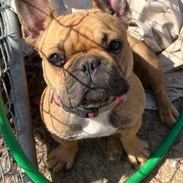 Aries - French Bulldog