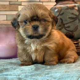 Ginger - Sable female Shih Tzu puppy in Zephyrhills, Florida from Mary’s Shih Tzus