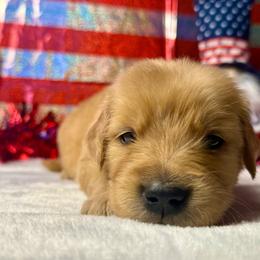 Grey Collar - Dark golden male Golden Retriever puppy in Touchet, Washington from Windust Kennels