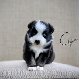 Frank's RedHot - Black tri male Miniature Australian Shepherd puppy in Prague, Oklahoma from Clay Creek Aussies