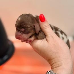 Angie - Dapple female Dachshund puppy in Hialeah, Florida from Slinky Doxie 305