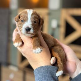 Lux - Red  male Goldendoodle puppy in Wharton, Texas from Little Fur Friends