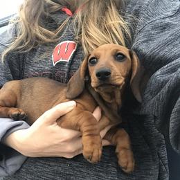 Dachshund Puppies from Mahzian Miniature Dachshunds