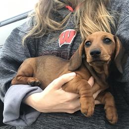 Dachshund Puppies from Mahzian Miniature Dachshunds